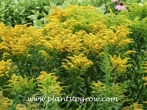 Golden Baby Goldenrod (Solidago)